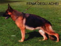 fenia125x93